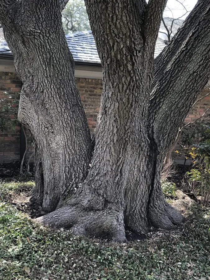Mature heritage tree close to a Minturn property cared for by certified arborists